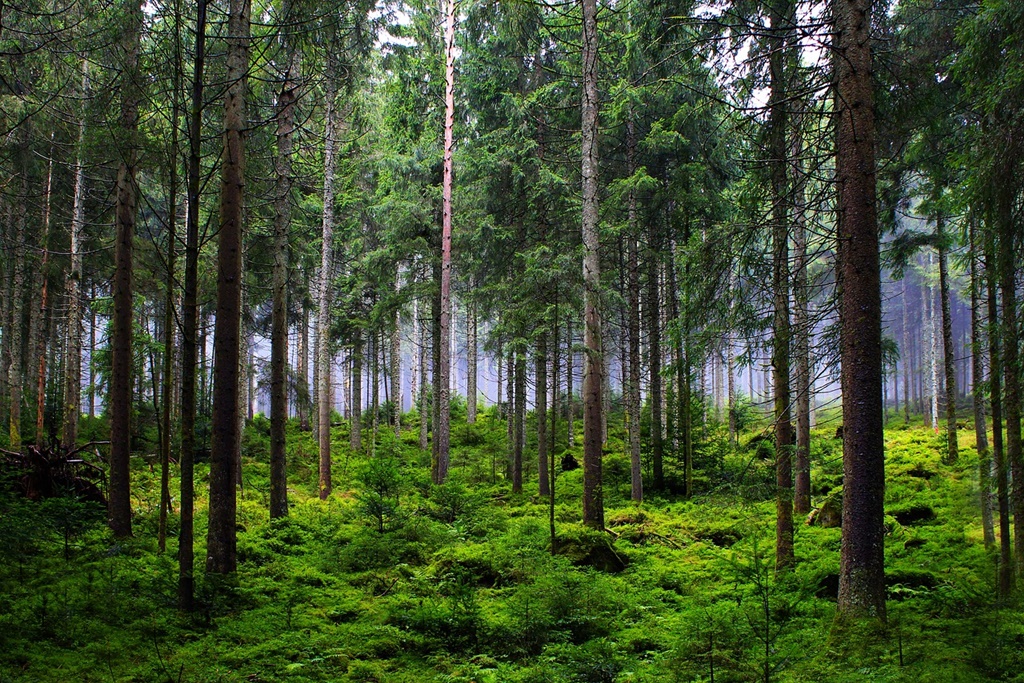 Pohon Menggerakkan Ekonomi, Lebih dari yang Kamu Kira!
